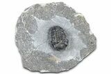 Detailed Gerastos Trilobite Fossil - Morocco #363947-2